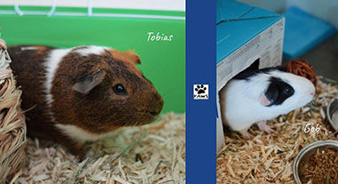 Adopt-a-Pet